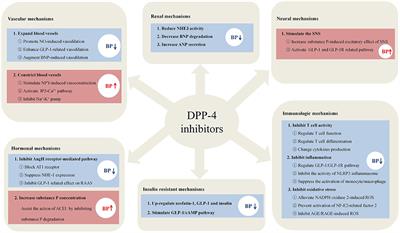 DPP-4 Inhibitors as Potential Candidates for Antihypertensive Therapy: Improving Vascular Inflammation and Assisting the Action of Traditional Antihypertensive Drugs